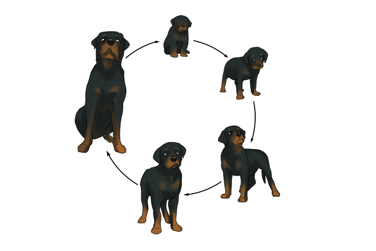 In animals, growth is typically measured by increases in height, weight, or body mass, and it often follows predictable patterns with rapid growth during early development that gradually slows with age. 